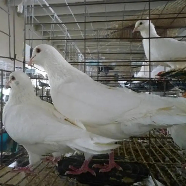 肉鸽子养殖技术与管理，鸽子的饲养方法及繁殖