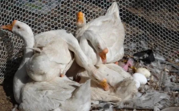 怎样提高鹅的产蛋量，种鹅的饲养管理技术
