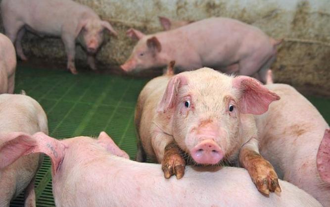 养猪饲料怎么配猪长得快，养猪技术方法