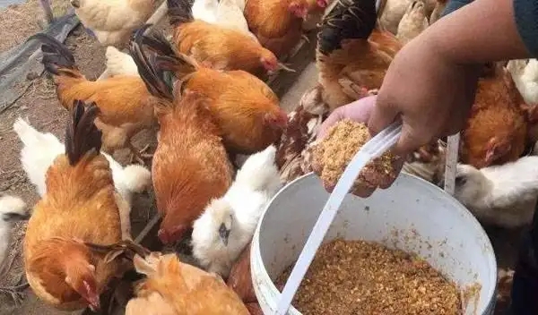 养鸡的方法怎么养？养鸡流程及注意事项