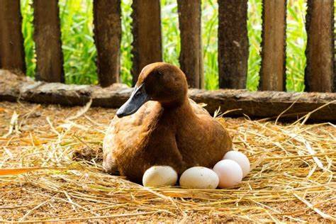 养蛋鸭要注意什么？蛋鸭养殖技术和方法