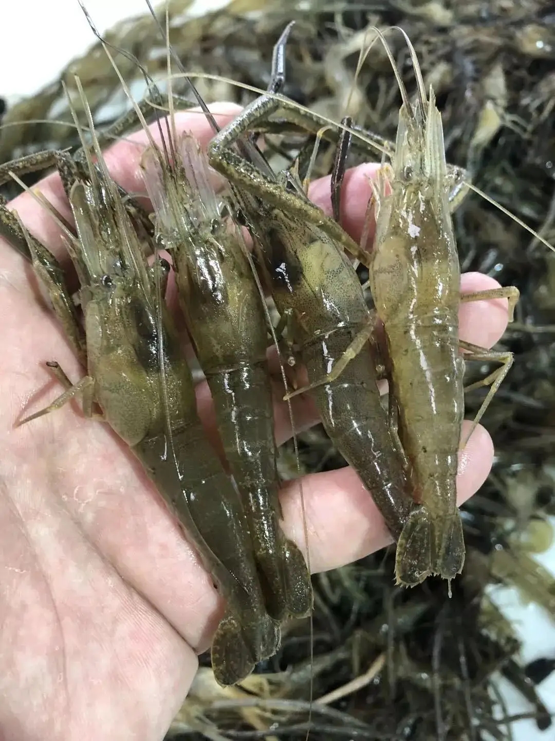 养青虾需要什么条件和技术，青虾养殖技术详解