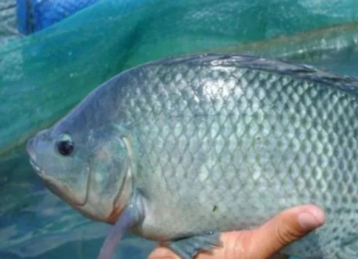 高密度罗非鱼养殖方法与技术有哪些？