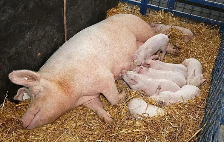 如何养母猪？母猪饲养的基本原则是什么？