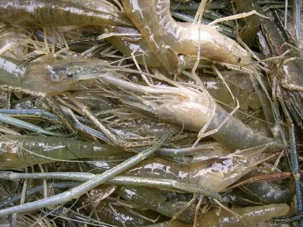 淡水养虾需要什么条件和技术，养虾的基本条件