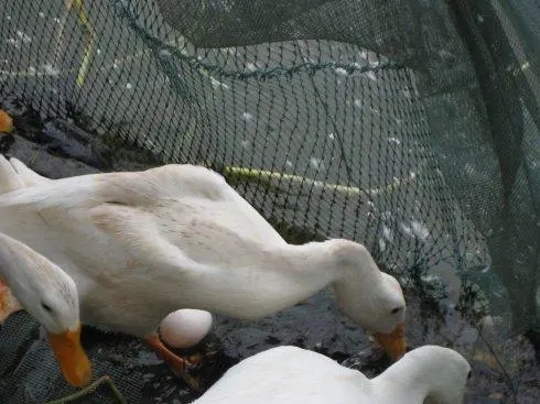 产蛋鸭子的最新养殖技术，鸭子怎么产蛋