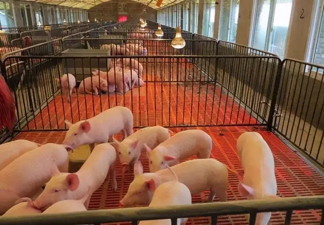初生仔猪的养殖管理技术与方法，仔猪的日常管理