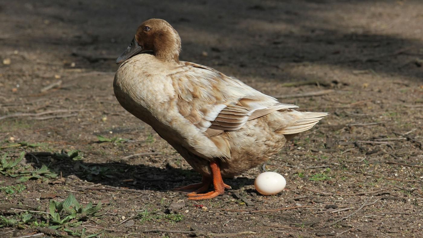 养鸭蛋怎么养的?蛋鸭养殖技术和方法