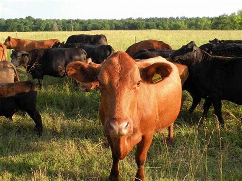 养牛最新技术育肥牛，育肥牛的养殖方法和技术
