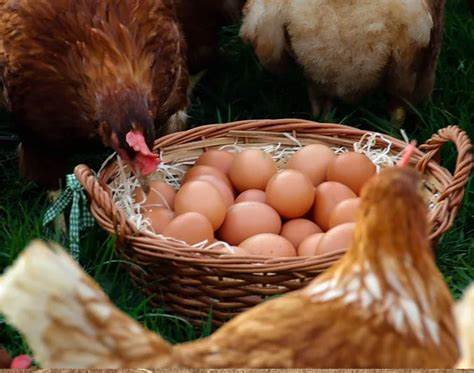 一、蛋鸡养殖前准备 合理规划鸡舍 房舍构造经济适用，其朝向契合...