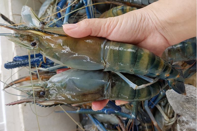 农业养虾怎样的技术?淡水养虾实用技术