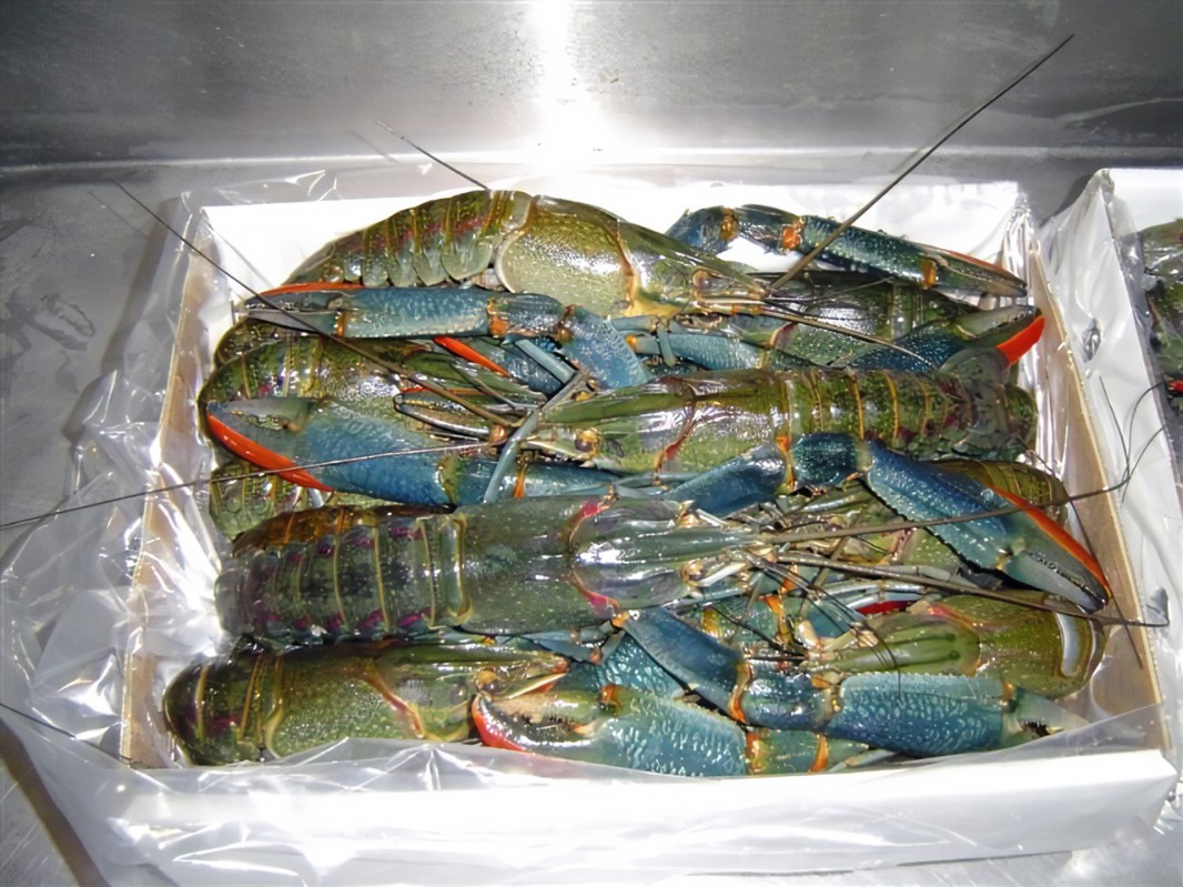养殖小龙虾喂养什么食物？高密度养殖小龙虾技术