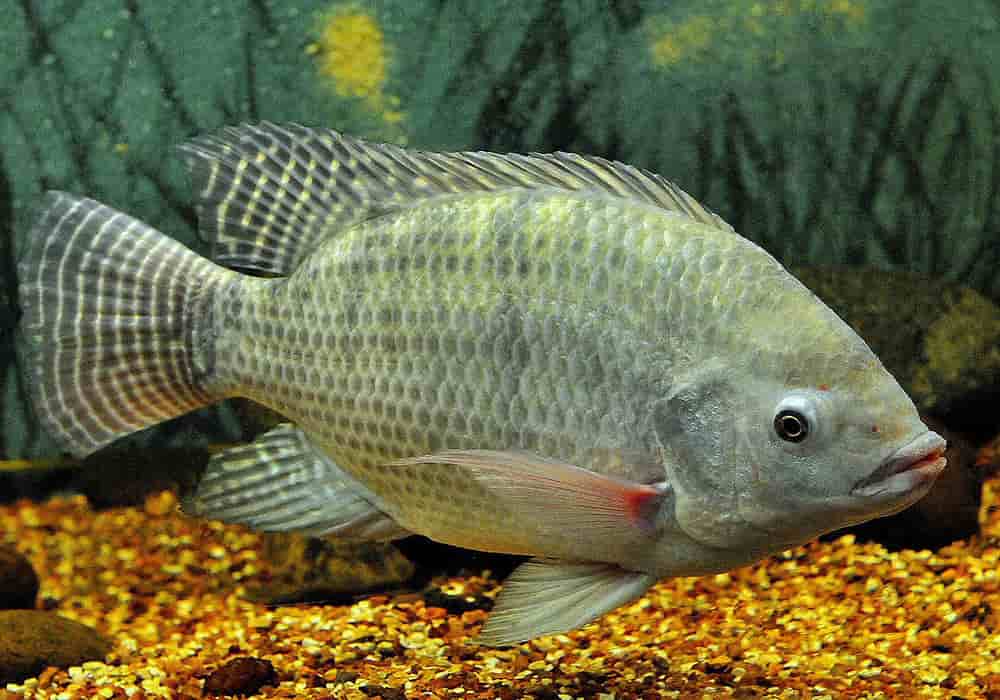 一、生活习性 罗非鱼是喜温性鱼类，普遍散布于广东、广西、...