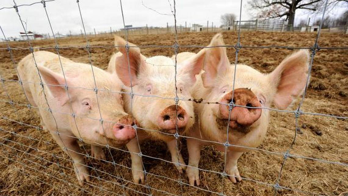 养育肥猪需要注意什么，怎么喂育肥猪