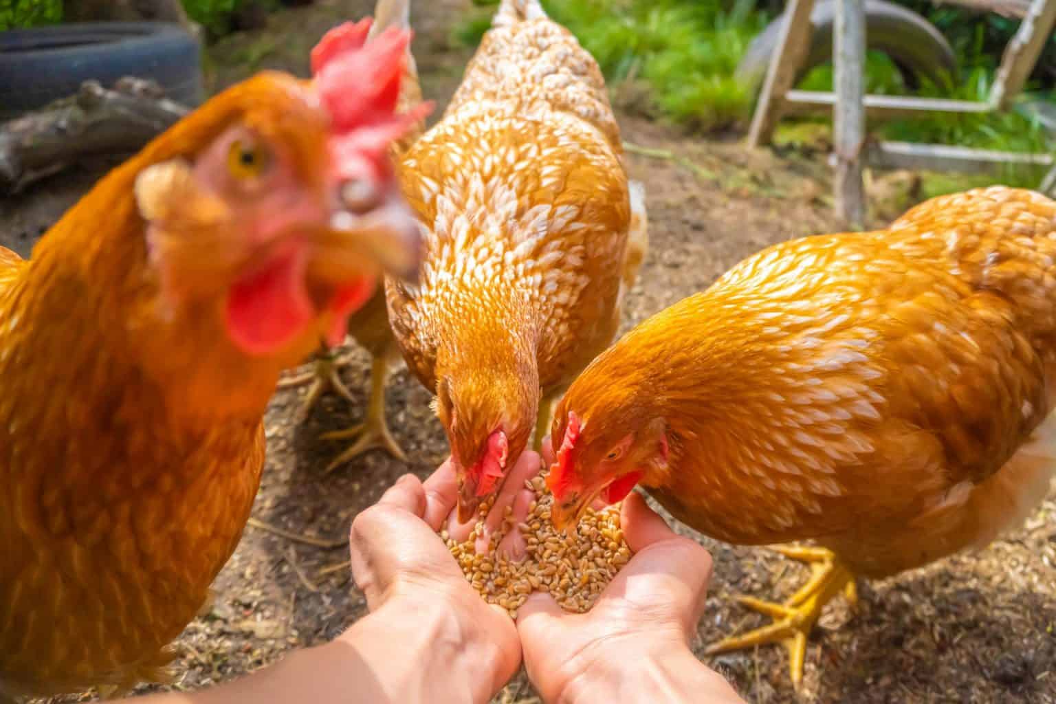 乡村散养鸡管理技术相对来说和其他养殖方式有共同的特性，鸡发作...