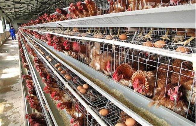 目前，蛋鸡是一个很好的农村发展项目，特别是在家禽养殖方面。由...