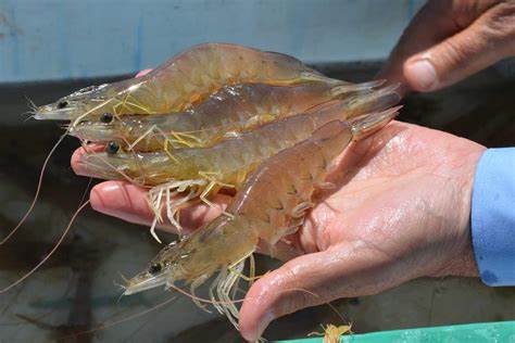 南美白对虾怎么养成本低,淡水南美白对虾养殖技术