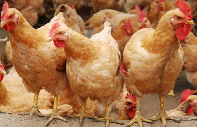 饲养蛋鸡在农村很常见。现在市场上很受大家欢迎，那么，要想养好...