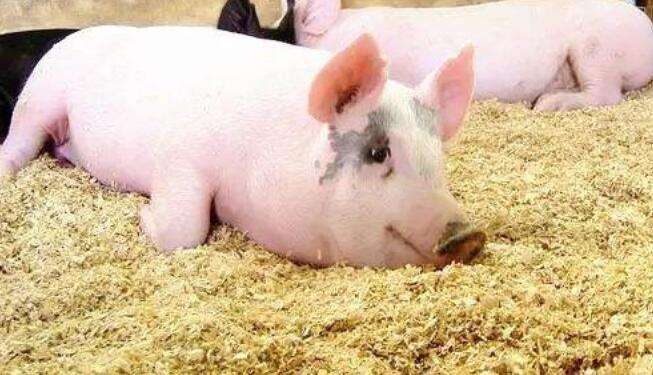 育肥猪喂什么饲料长得快,育肥猪的饲养方法