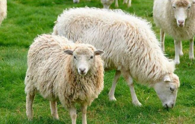 如何养羊生长速度快，育肥羊的养殖方法和技术