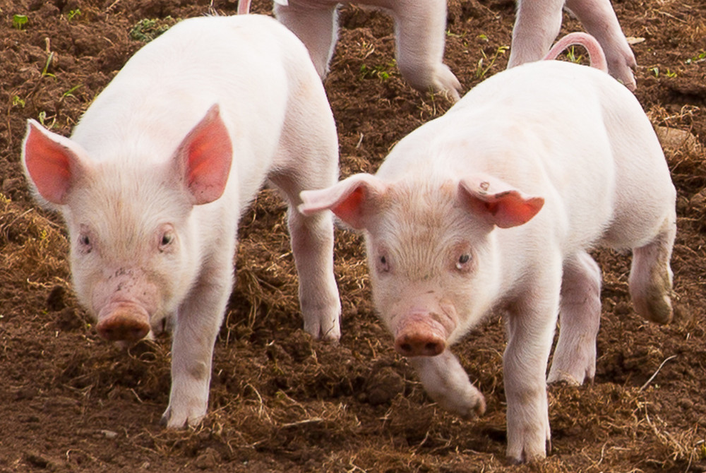 养殖小猪有哪些技巧，养好仔猪的方法和技巧