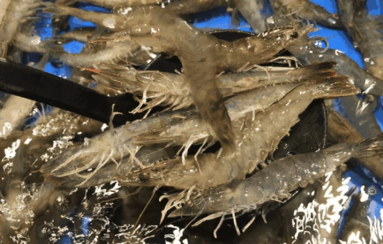 青虾如何养殖，青虾高密度养殖技术