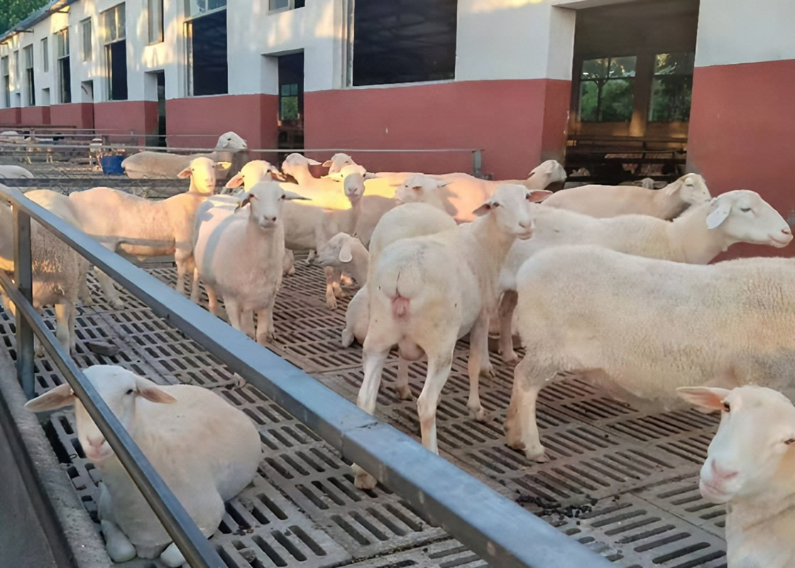 的养殖管理技术有哪些？育肥羊的养殖方法