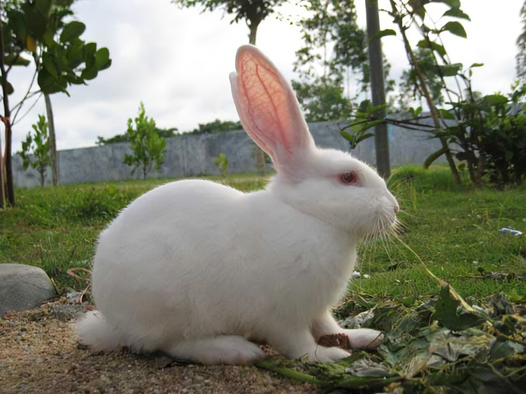 新手如何养兔子，兔子养殖 技术方法