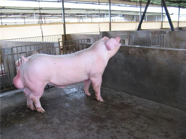猪的养殖技术方法，种公猪配合饲料