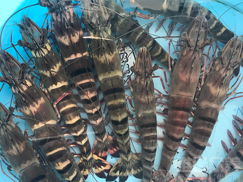 九节虾人工养殖怎么养，九节虾养殖技术要点
