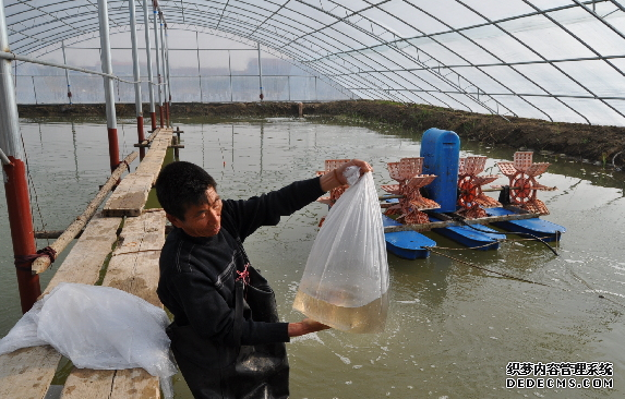 温室大棚养殖虾技术 南美白对虾从9月份开始，便进入捕捞上市的旺...
