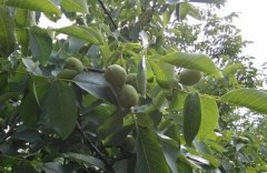 [每日农经]麻核桃树种植效益高一棵年收入3-4