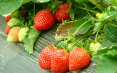 大棚草莓减肥减药“增甜”带来好效益