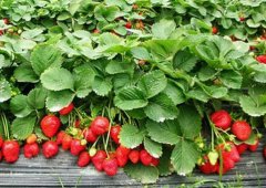 大棚草莓无土栽培夏季赚钱项目亩产纯收入2万