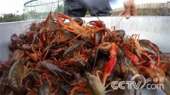 在海南，小龙虾很难养殖成功，很多人来投资，结果都是以失败告终。但是有人通过养殖小龙虾，在海口是数一数二，面积超过了300亩。2014年的销售额达400多万元。请看[致富经]...