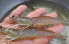 2015年，对于广大南美白对虾养殖户来说，是痛苦的一年，虾苗长得...