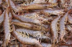 南美白对虾是当今世界养殖产量最高的三大虾类之一。其肉质鲜美，加工出肉率可高达67%，适温范围广，可在18－32℃生长，适盐范围也广，可在盐度1－40条件下生长，是一种优良...