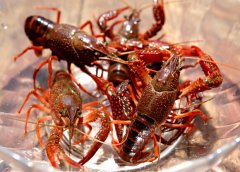 小龙虾，食性杂，既能吃动物性饲料，也能吃人工配合饲料和腐殖质...