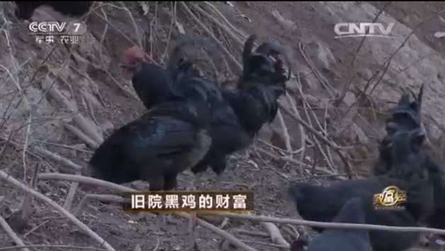 致富经，吴华旧院黑鸡养殖带来的亿万财富