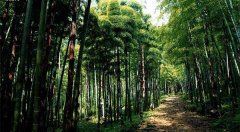 物种丰富的森林更好地补偿了环境影响